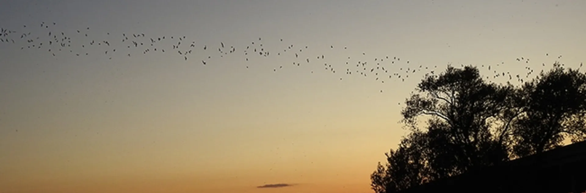 Mexican free-tailed batsleaving Yolo Causeway at dusk on Sept. 10, 2019. (Photo by Kathy Keatley Garvey)