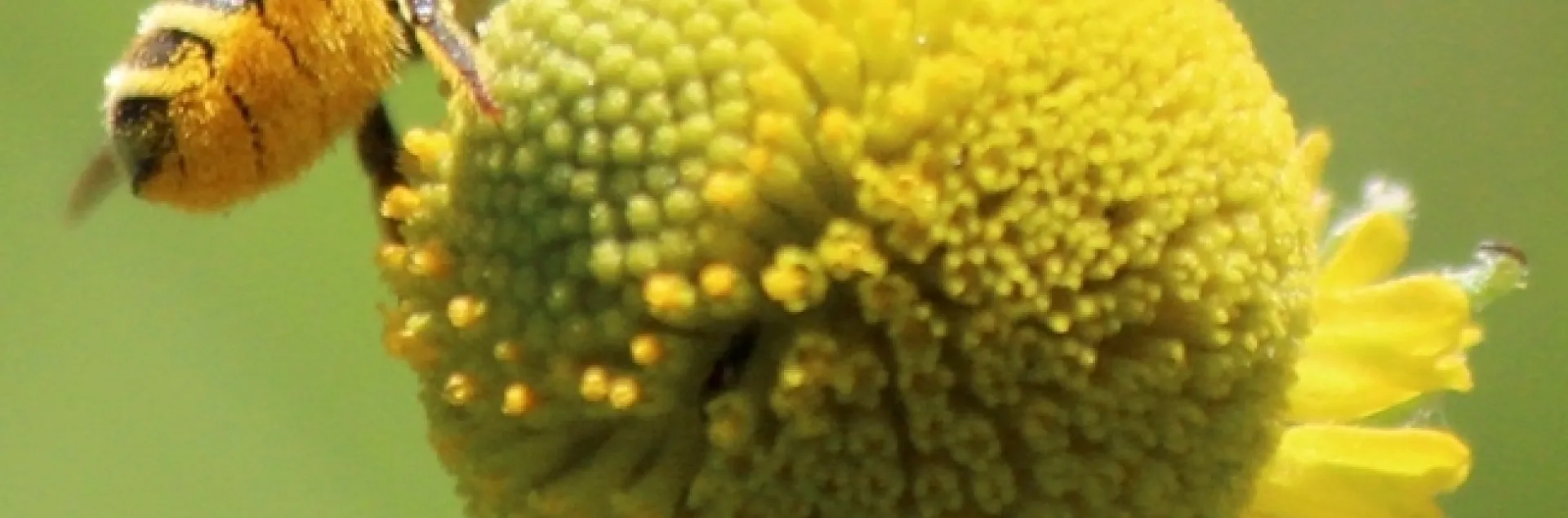 Picture of leaf cutter bee showing wing venation