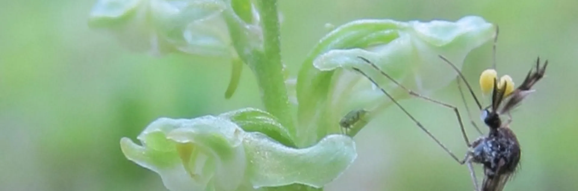 mosquitoes and flower