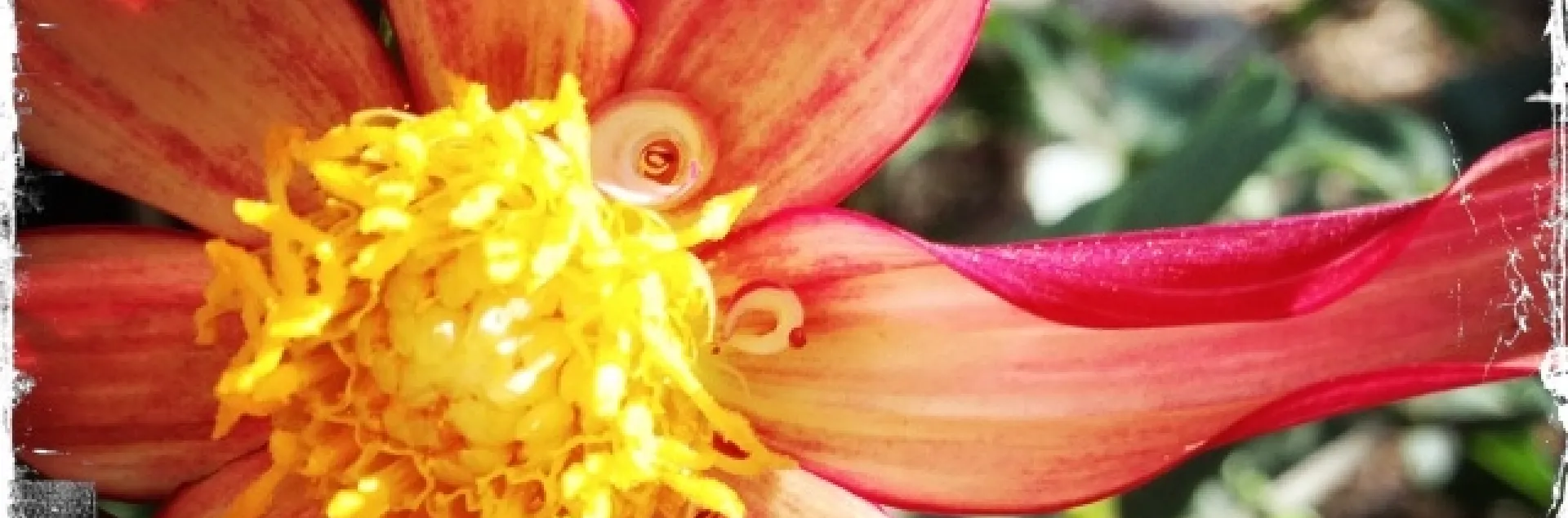 Dahlia. photo by Jennifer Baumbach