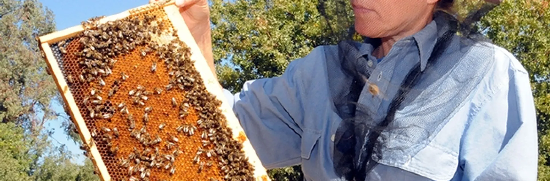 Bee breeder-geneticist Susan Cobey of WSU, former of UC Davis, with a frame at the Harry H. Laidlaw Jr. Honey Bee Research Facility. (Photo by Kathy Keatley Garvey)