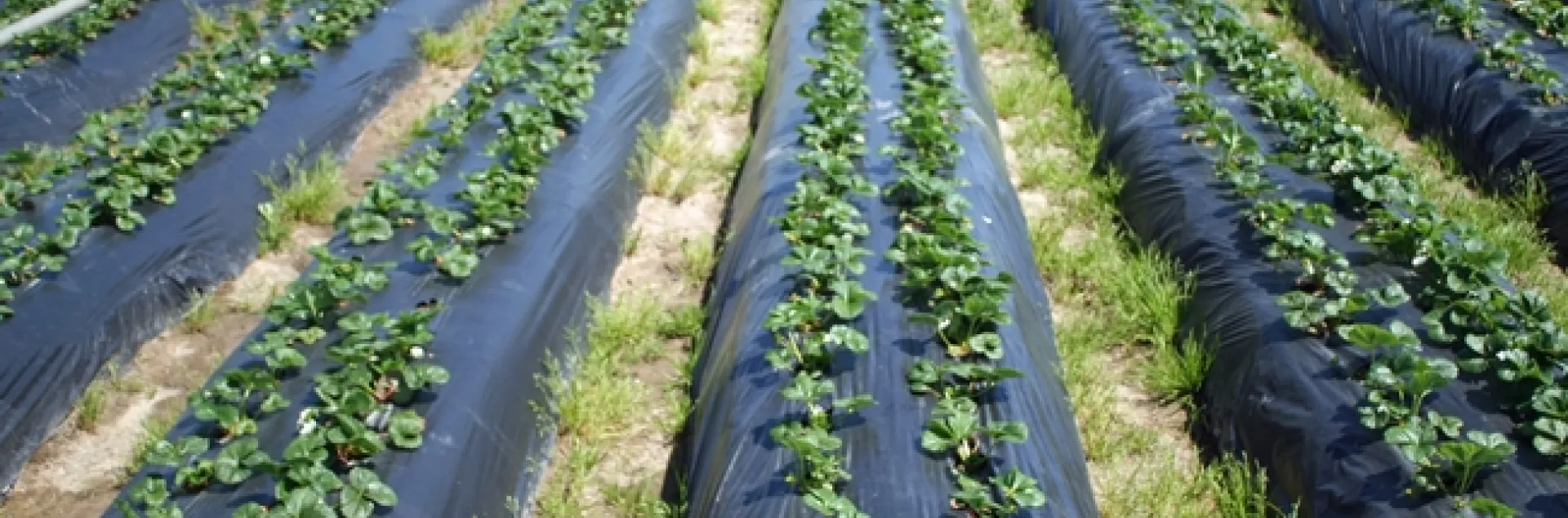 The California Organic Institute will accelerate the development and adoption of effective tools and practices for organic farmers and those transitioning to organic farming. Organic strawberries photo by Mark Bolda.