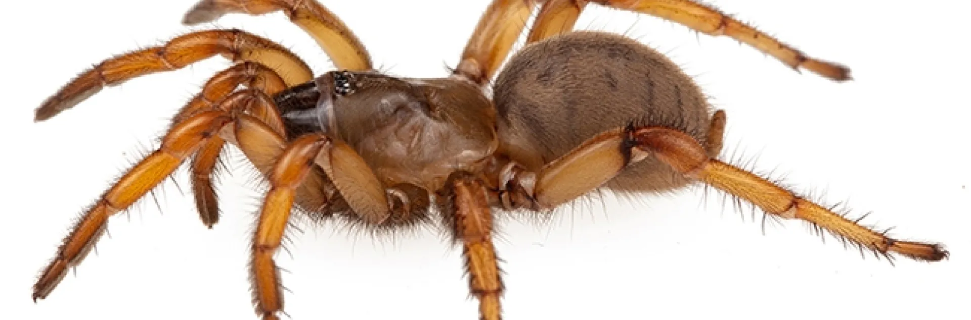 A trapdoor spider, Aptostichus sp., one of the species that Jason Bond studies. (Photo by Jason Bond)