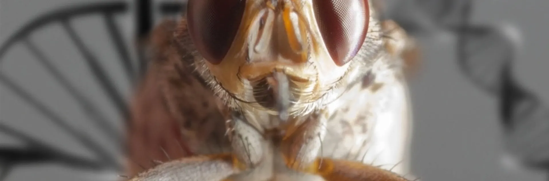 This is the tsetse fly, Glossina morsitans morsitans, that Geoffrey Attardo researches in his UC Davis lab. (Photo by Geoffrey Attardo)