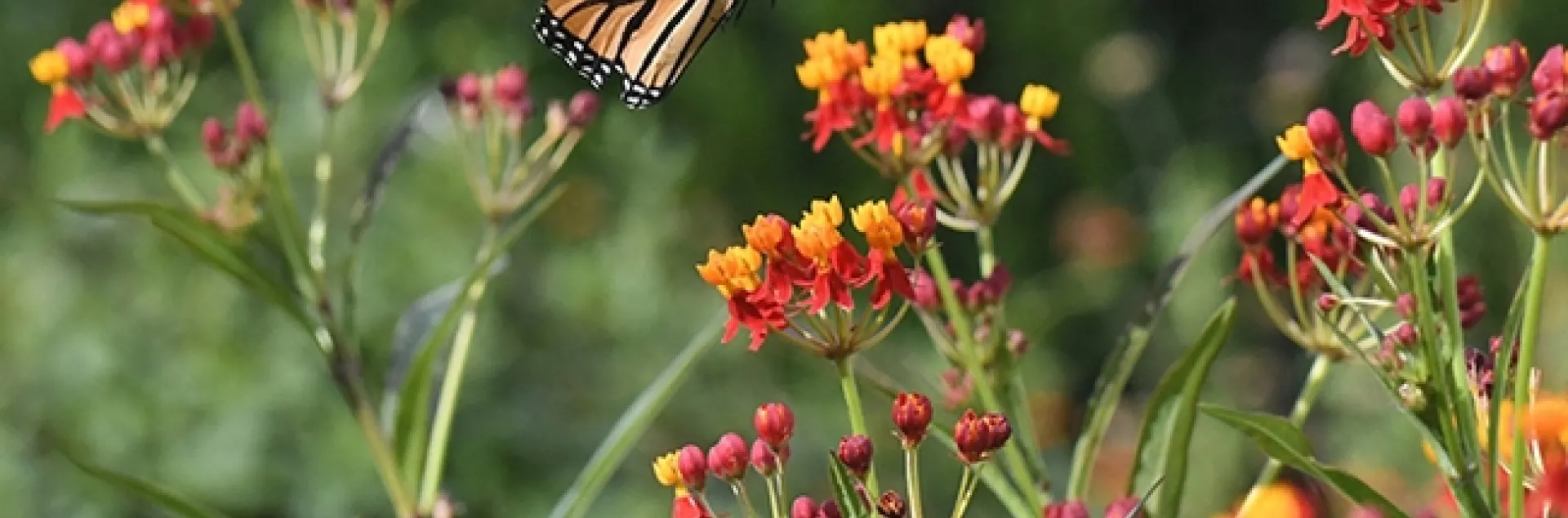 A monarch in flight in the summer of 2017 in Vacaville, Calif. This is the non-native tropical milkweed, Asclepias curassavica.(Photo by Kathy Keatley Garvey)