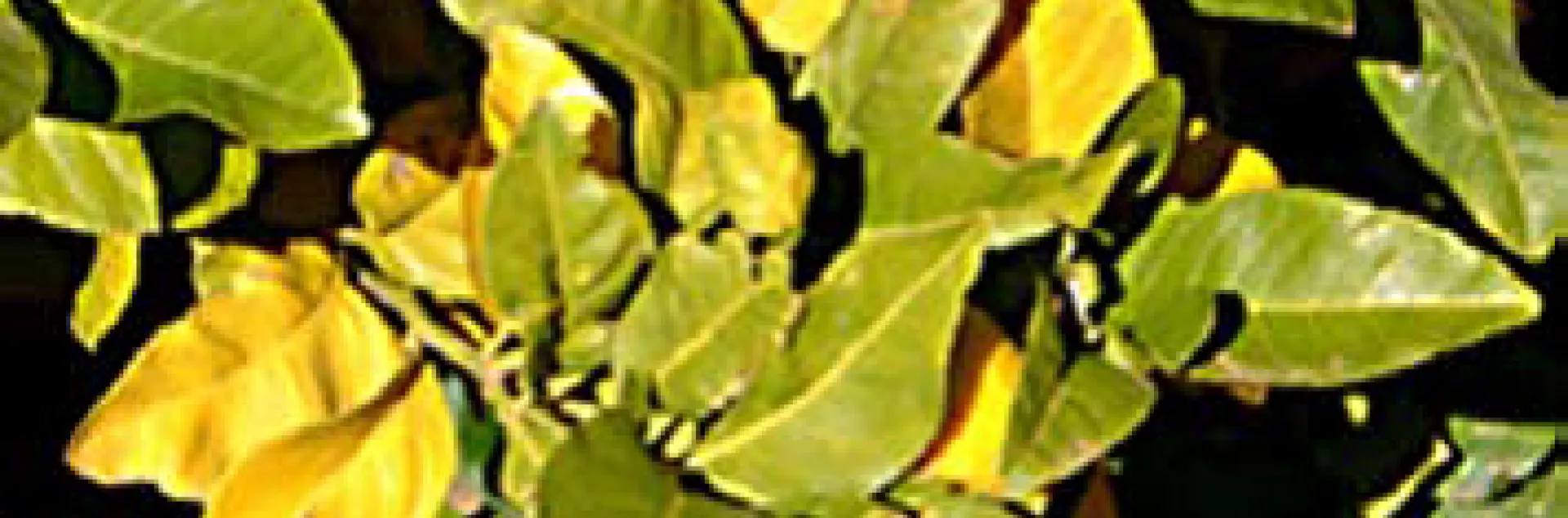 citrus winter yellows