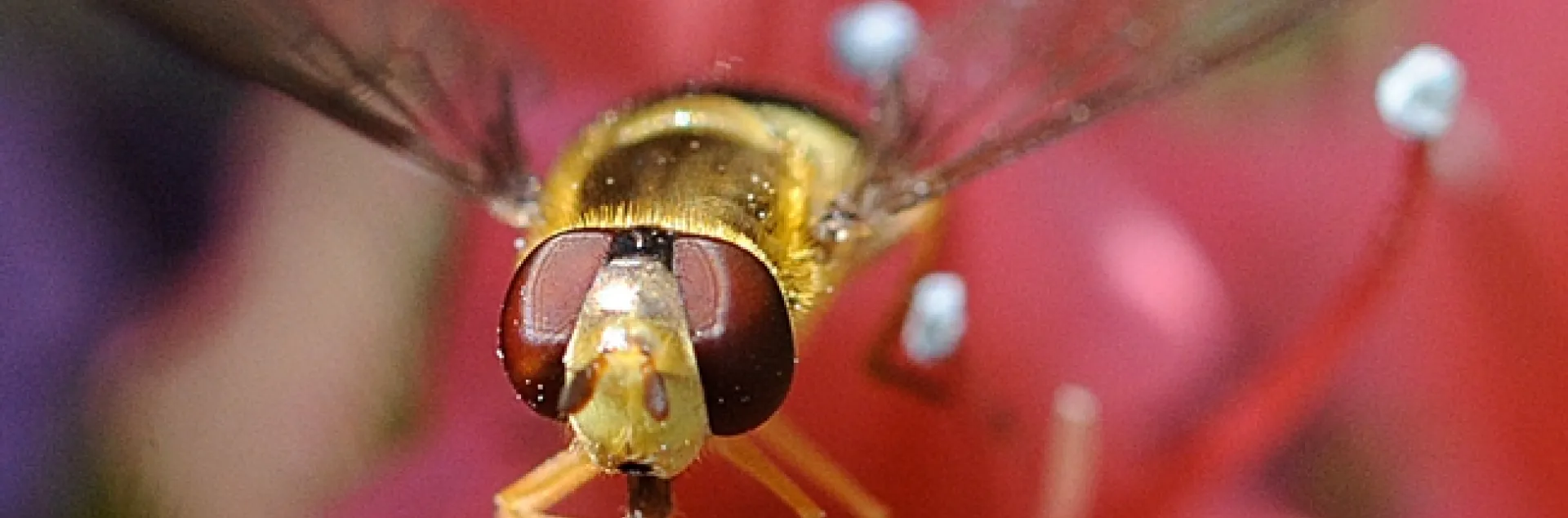 A syrphid, also known as a hover fly or flower fly, nectars on a tower of jewels, Echium wildpretii, in Vacaville, Calif. (Photo by Kathy Keatley Garvey)