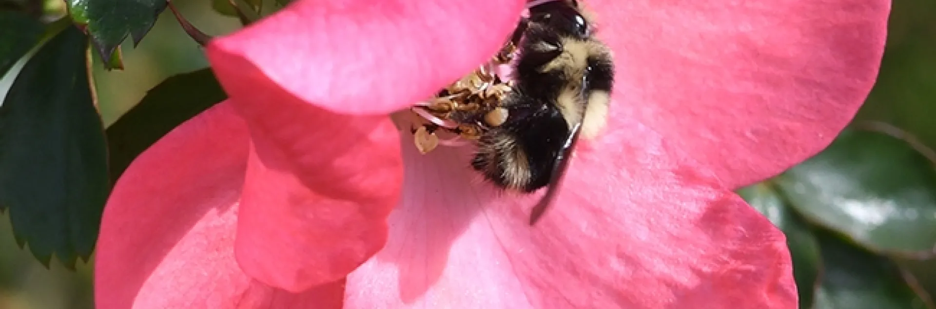 Bombus melanopygus, the black-tailed bumble bee, nectaring on a rose in Benicia, Solano County, on Jan. 25. (Photo by Kathy Keatley Garvey)