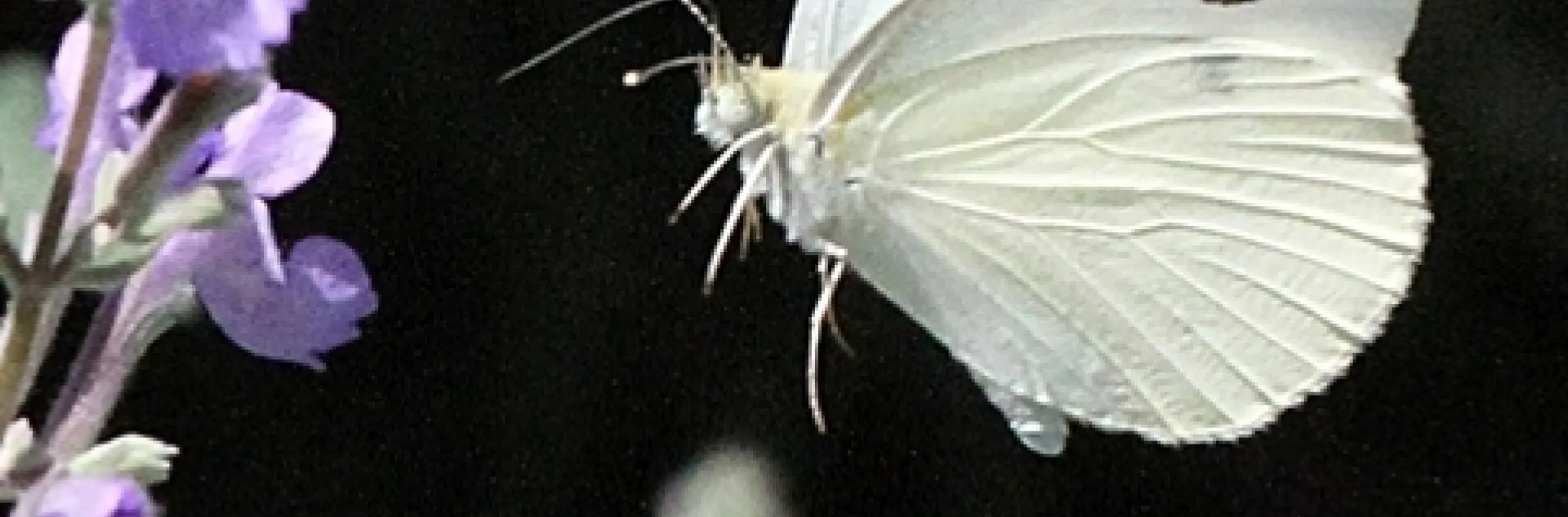 A cabbage white heads for catmint in a garden in Vacaville, Calif. (Photo by Kathy Keatley Garvey)