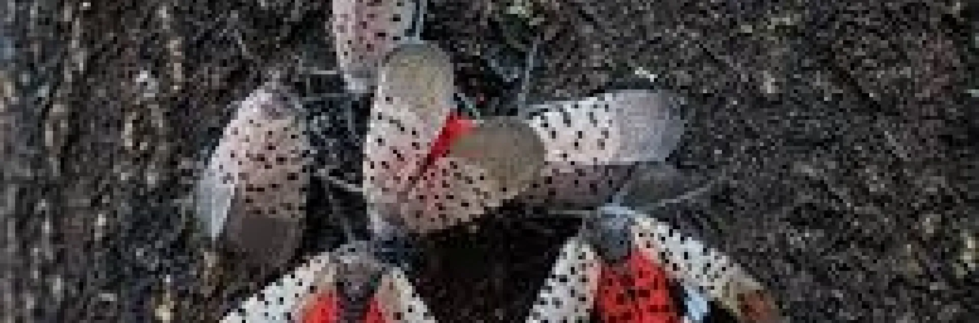 Adult Spotted Latern Fly- Photo- Mark Hoddle