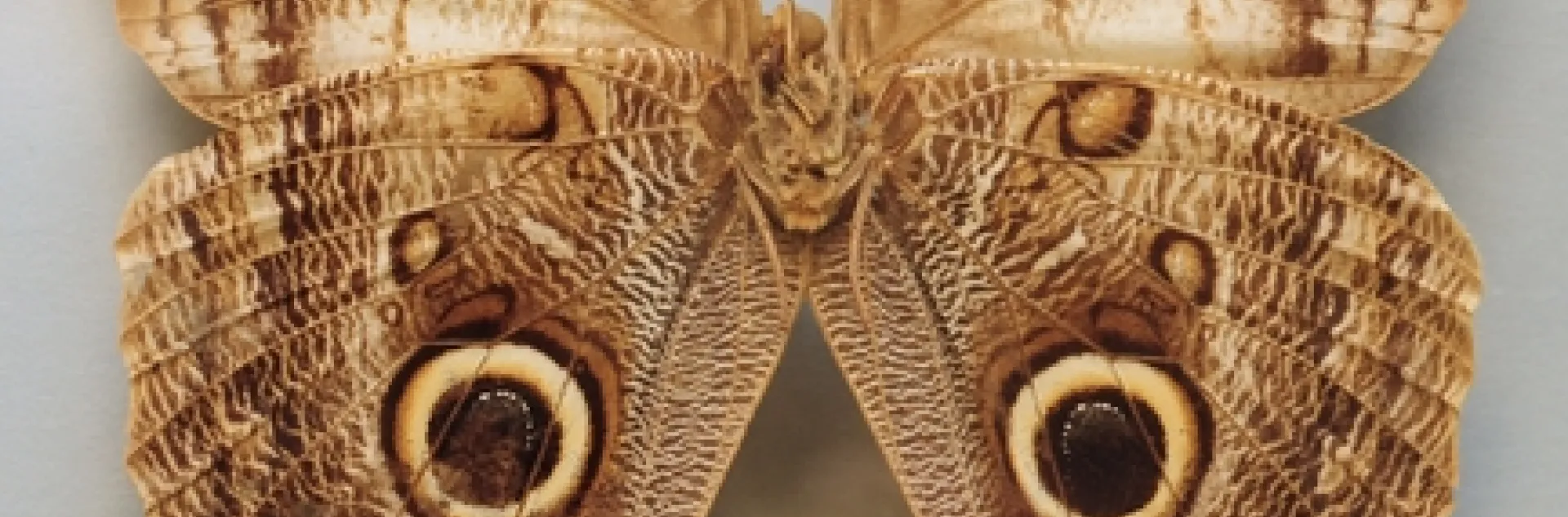 Owl butterfly at the Bohart Museum of Entomology. (Photo by Kathy Keatley Garvey)