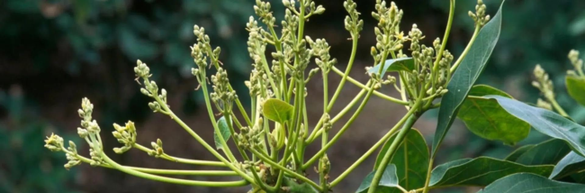 avocado flowers 2
