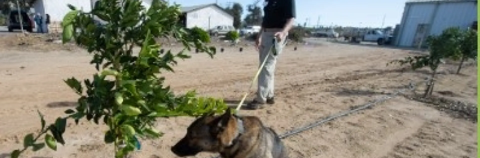 Dogs are trained to sniff out diseases in a citrus orchard. Photo courtesy of the Citrus Research Board E-newsletter.