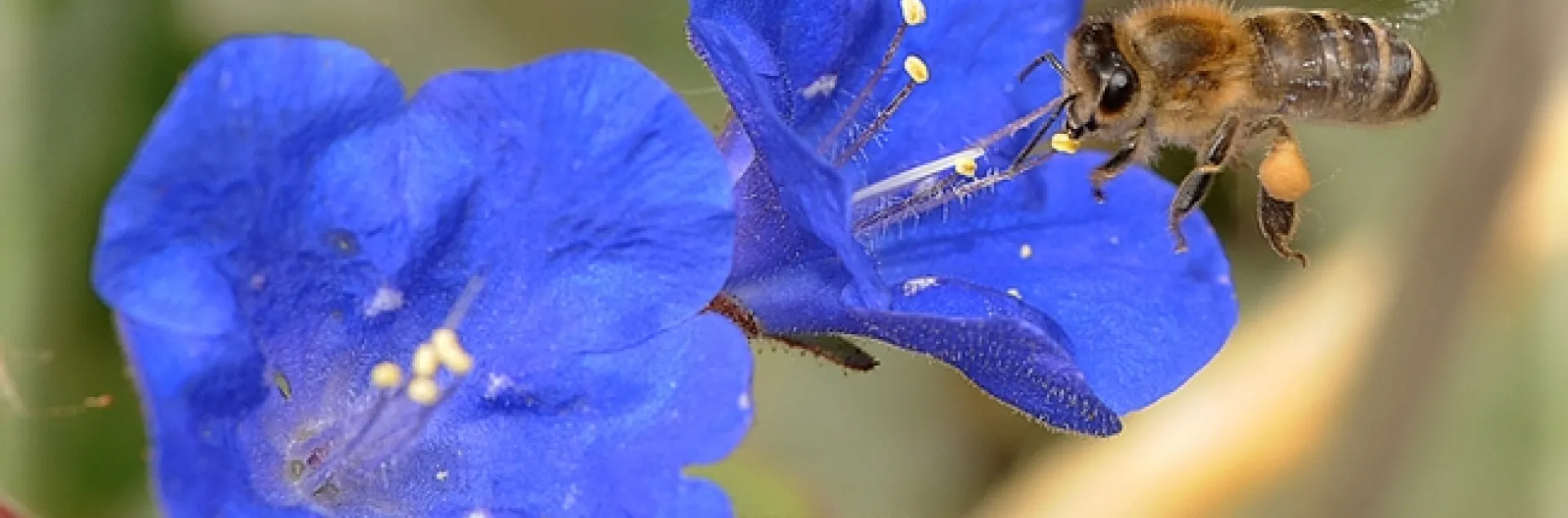 A honey bee foraging on a desert bell, Phacelia campanularia, an annual herb that is native to California. (Photo by Kathy Keatley Garvey)