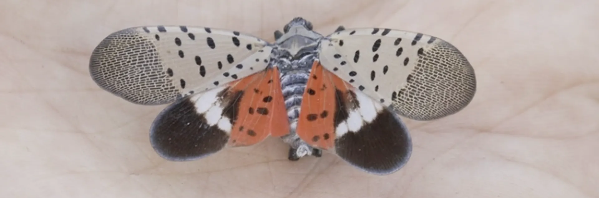 Spotted lanternfly