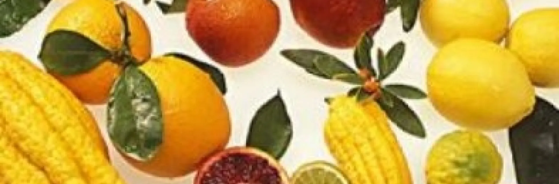 citrus cornucopia