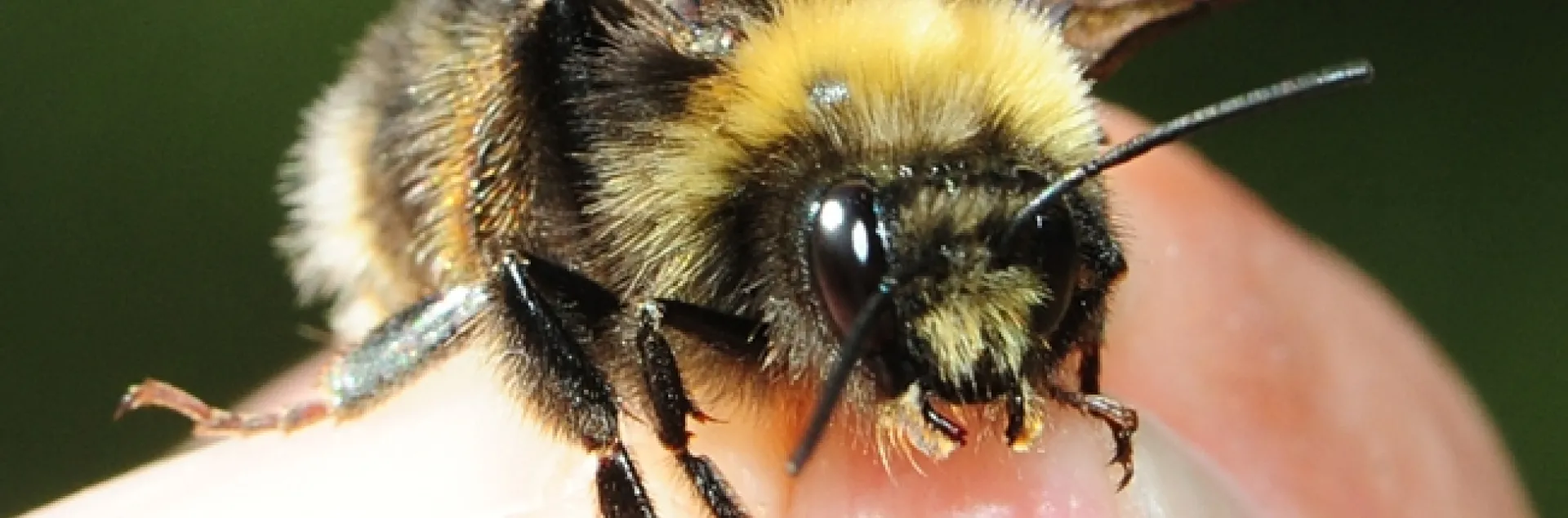 The Western bumble bee, Bombus occidentalis, is rapidly declining and is a candidate for the Endangered Species List. (Photo by Kathy Keatley Garvey)
