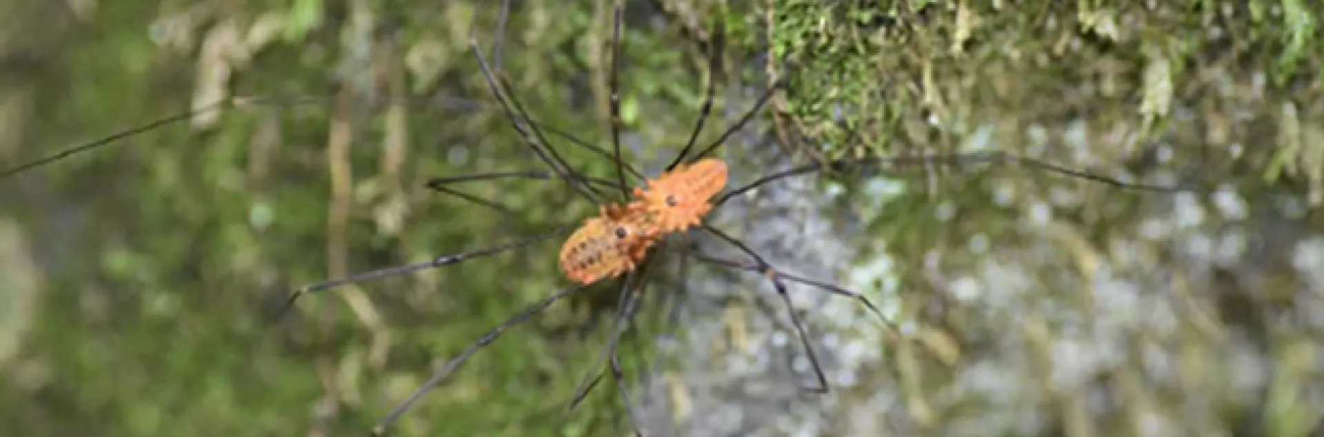 Harvesters or daddy-long legs mating. (Photo courtesy of Mercedes Burns Lab)