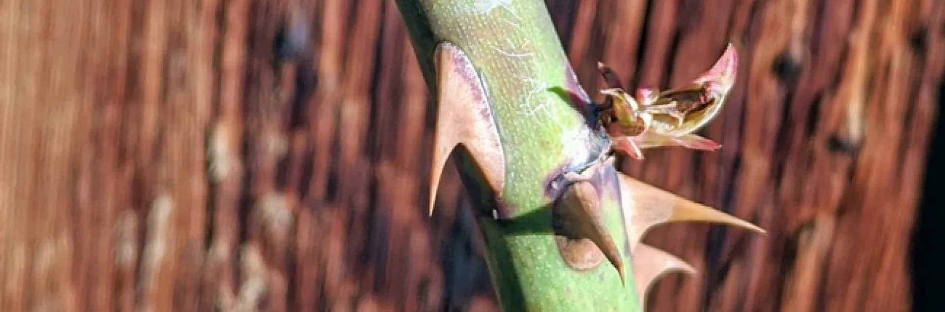A thorny rose stem beginning to send out new growth below a recent pruning cut.