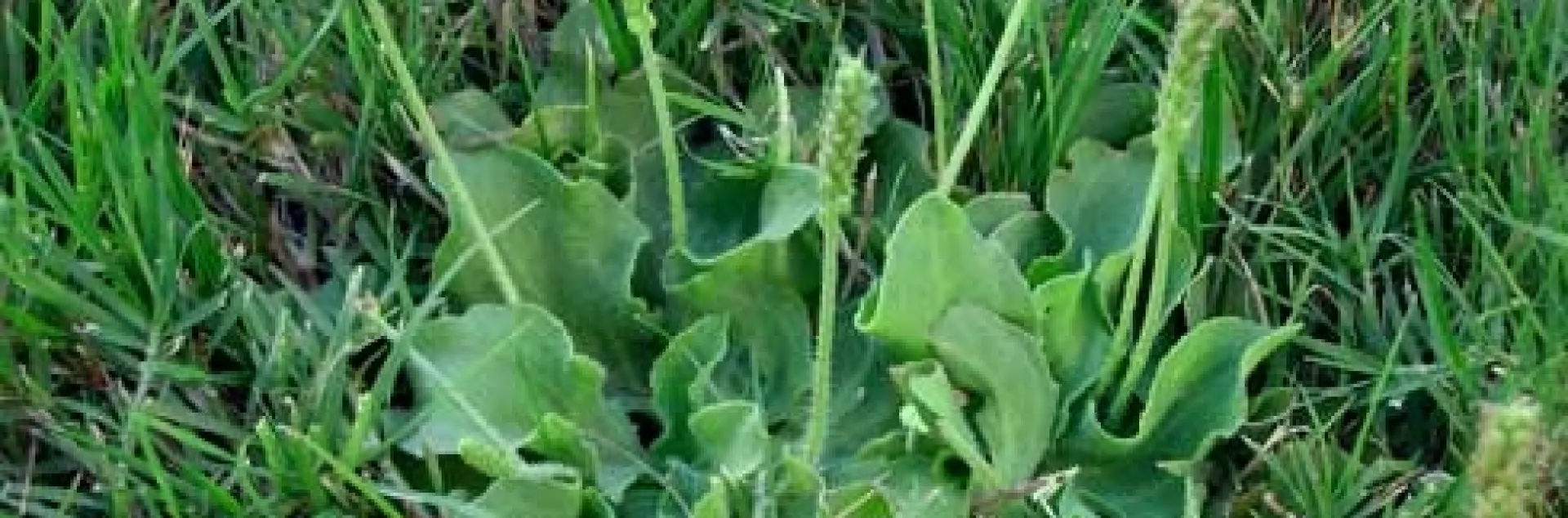Rosettes and flowers of broadleaf plantain, Plantago major.<br>(Credit: K Windbiel-Rojas)