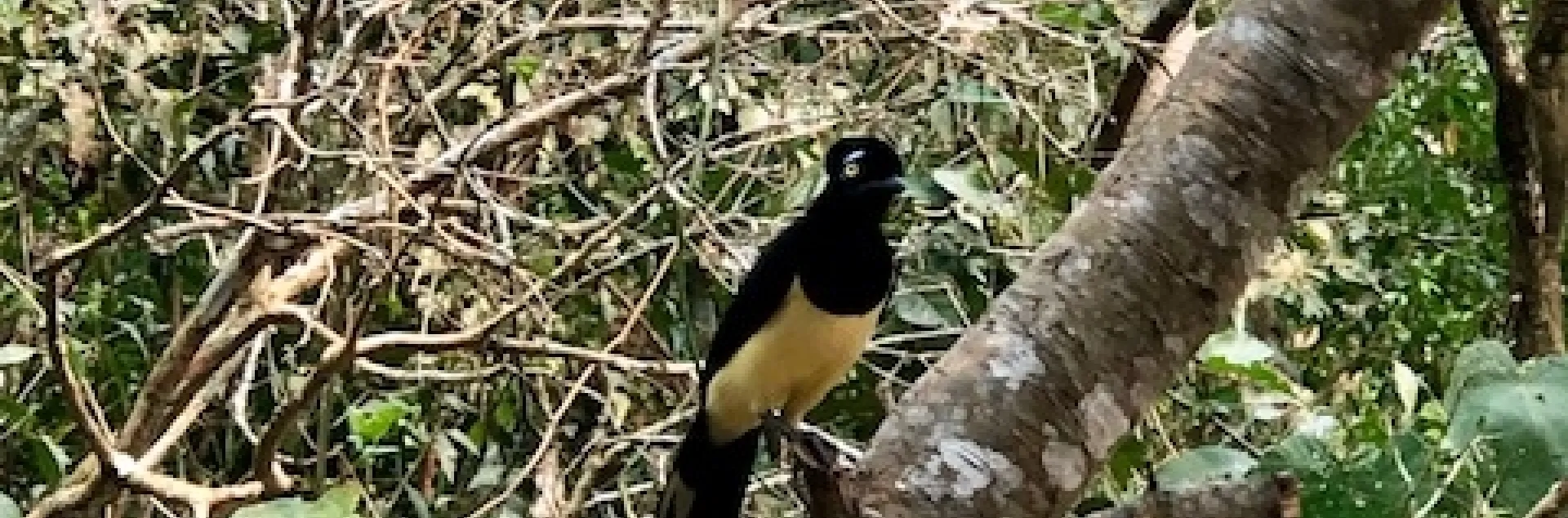 Flora, fauna and birds - Bird 1