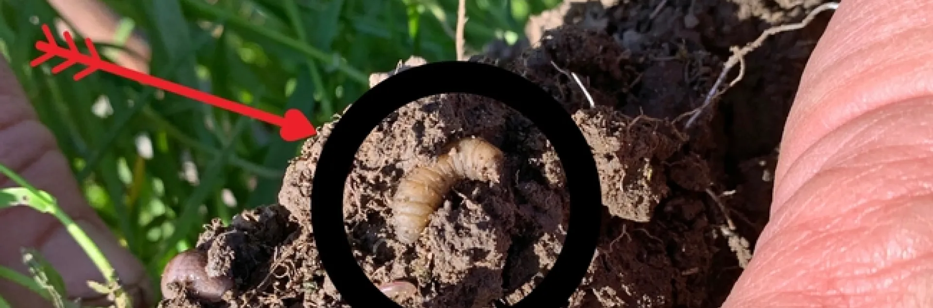 Crane fly larvae. Photo by Stephanie Larson.