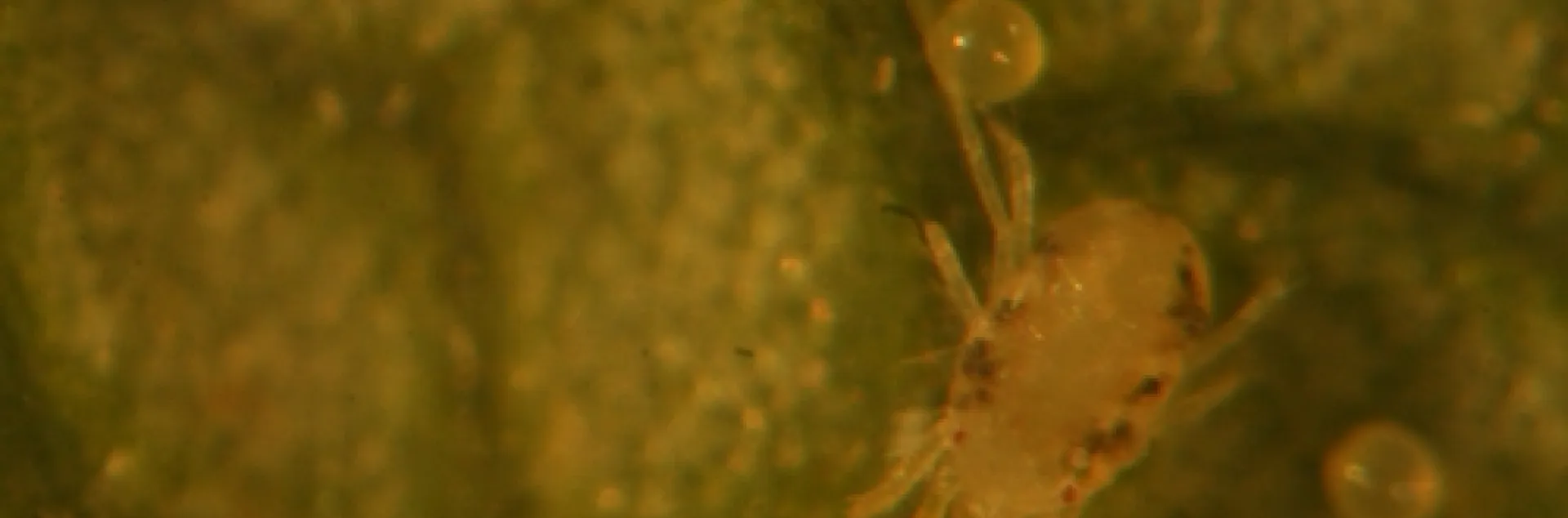 Lewis mite from strawberry field in the vicinity of San Andreas Road. Note how spots run the length of the body and somewhat geometric appearance of the body. Also smaller when compared to twospotted mites.