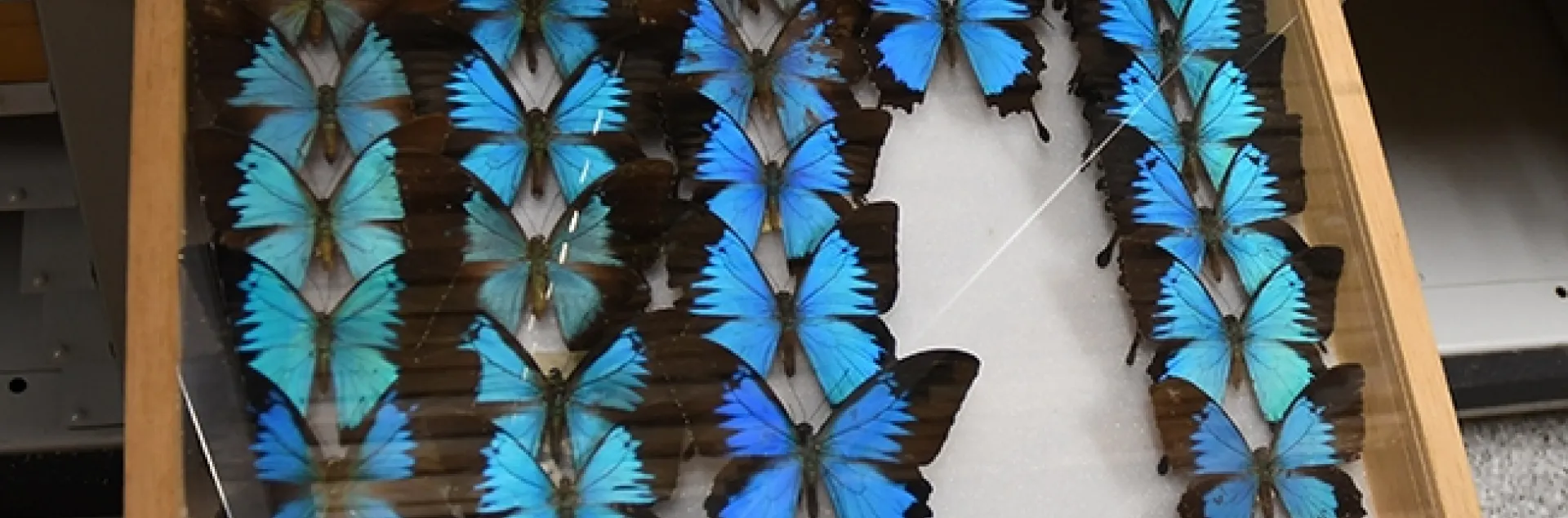Swallowtail butterflies at the Bohart Museum of Entomology. Entomologist Jeff Smith, curator of the Lepidoptera section, says these are the Ulysses swallowtail – Papilio ulysses – that were collected in New Guinea, mostly by senior museum scientist Steve Heydon. "They are also found in Queensland, Australia, and some islands of Indonesia. It is one of those iconic butterflies that is often pictured in ads and other media because of its spectacular color." (Photo by Kathy Keatley Garvey)