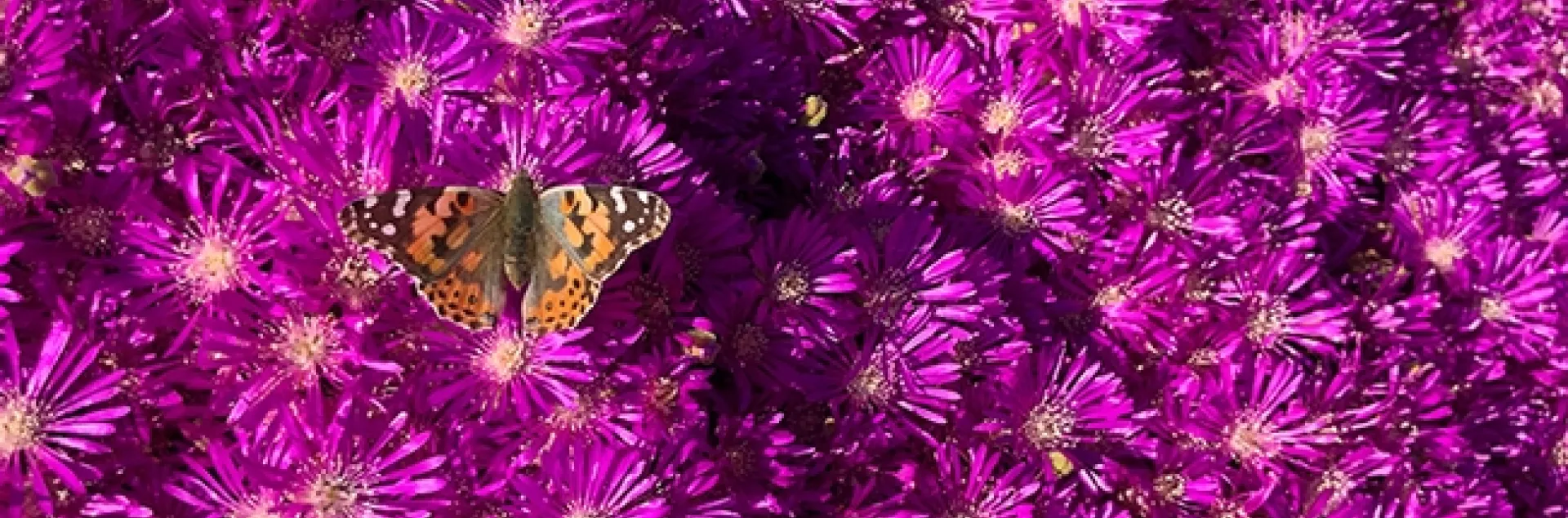 A Painted Lady butterfly (Vanessa cardui) flutters on ice plant in West Vacaville on March 20, 2020. (Photo by Kathy Keatley Garvey)