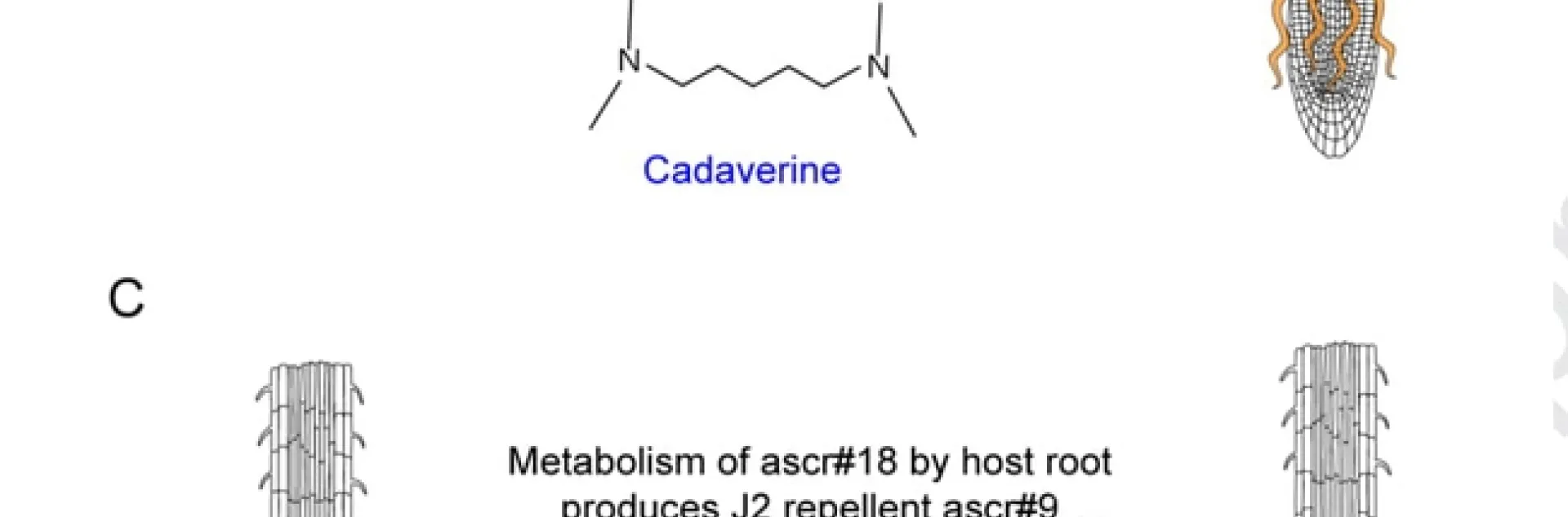 Drawing by plant pathologist Shahid Masood Siddique.