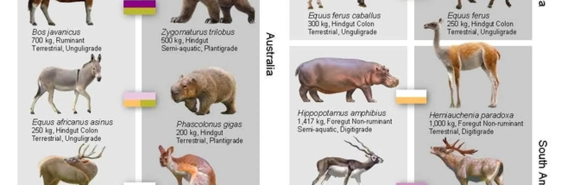 Introduced species and nearest neighbors, an illustration in PNAS.
