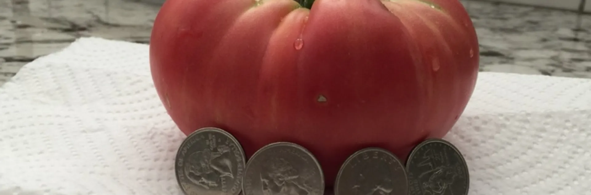 Mortgage Lifter Tomato. (photo: Royce Rhoads)