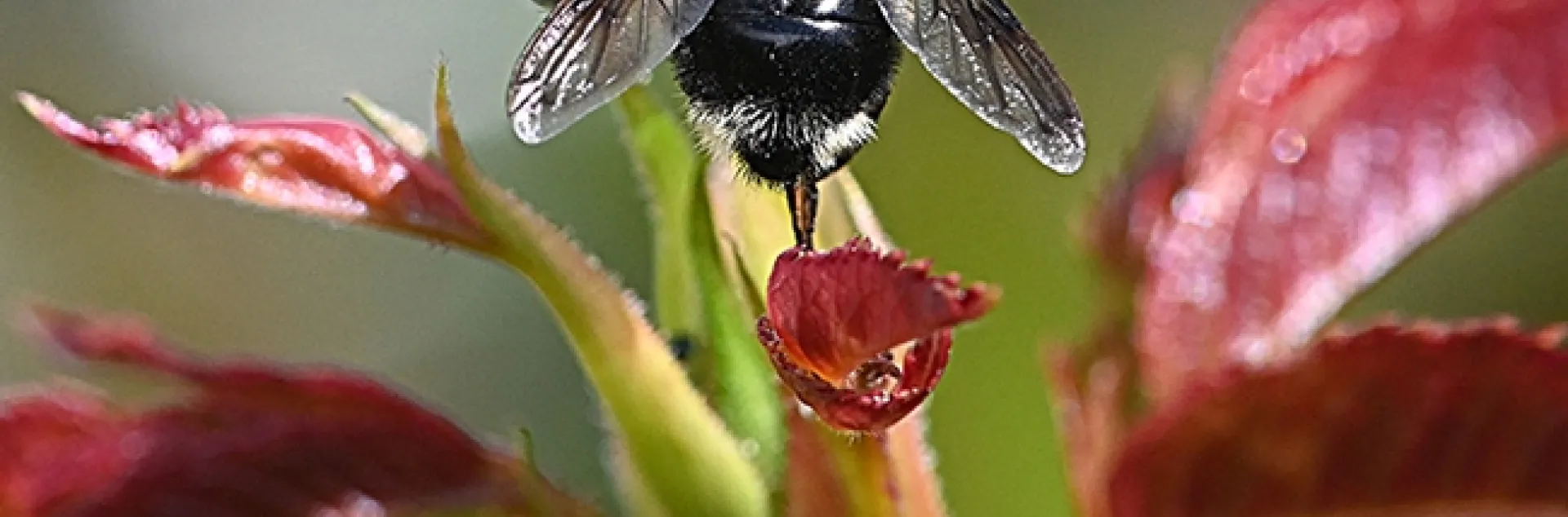 A hover fly that's a bumble bee mimic: this is Volucella bombylans complex. (Photo by Kathy Keatley Garvey)
