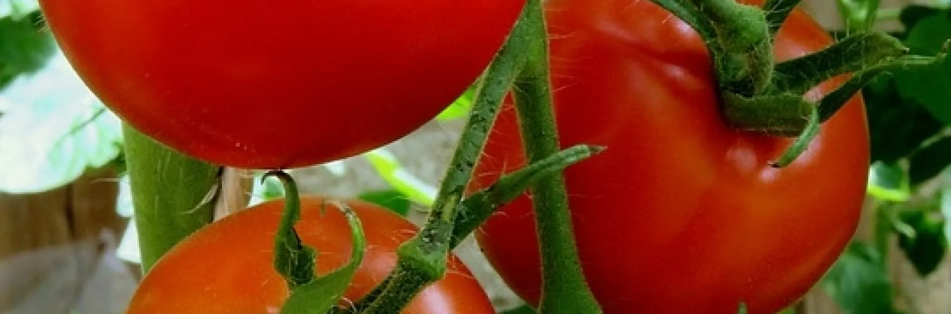Ripening tomatoes on vine. (photo: pixabay.com)