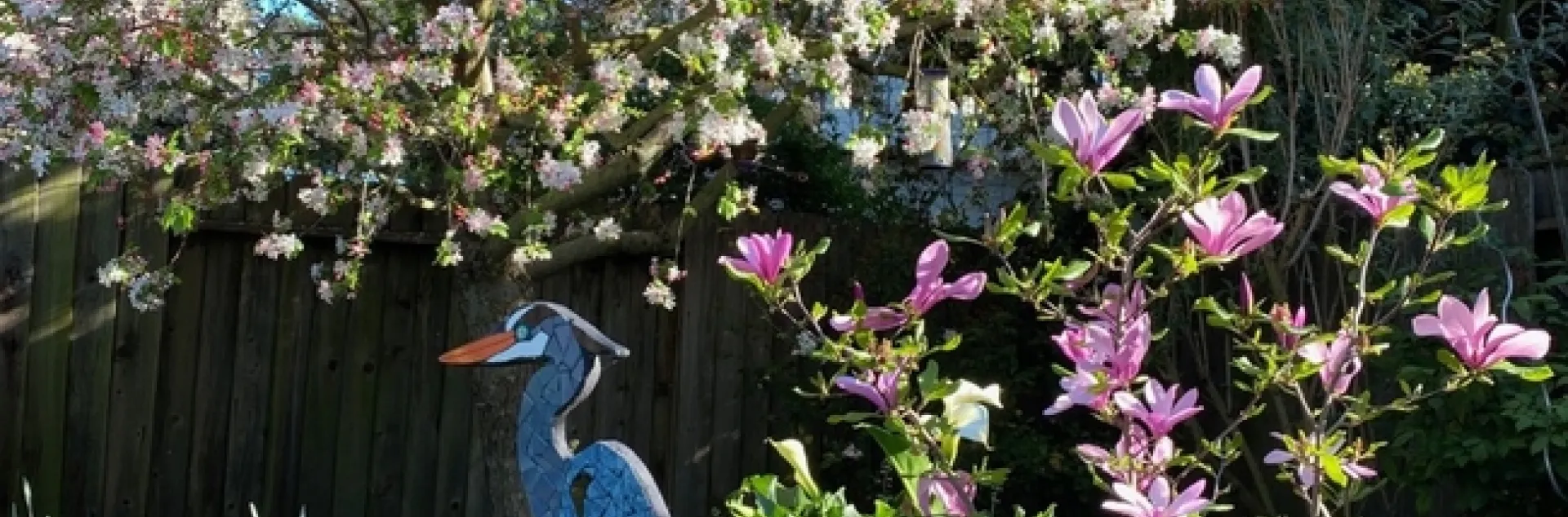 Crab apple and Saucer Magnolia. photo by Erin Mahaney