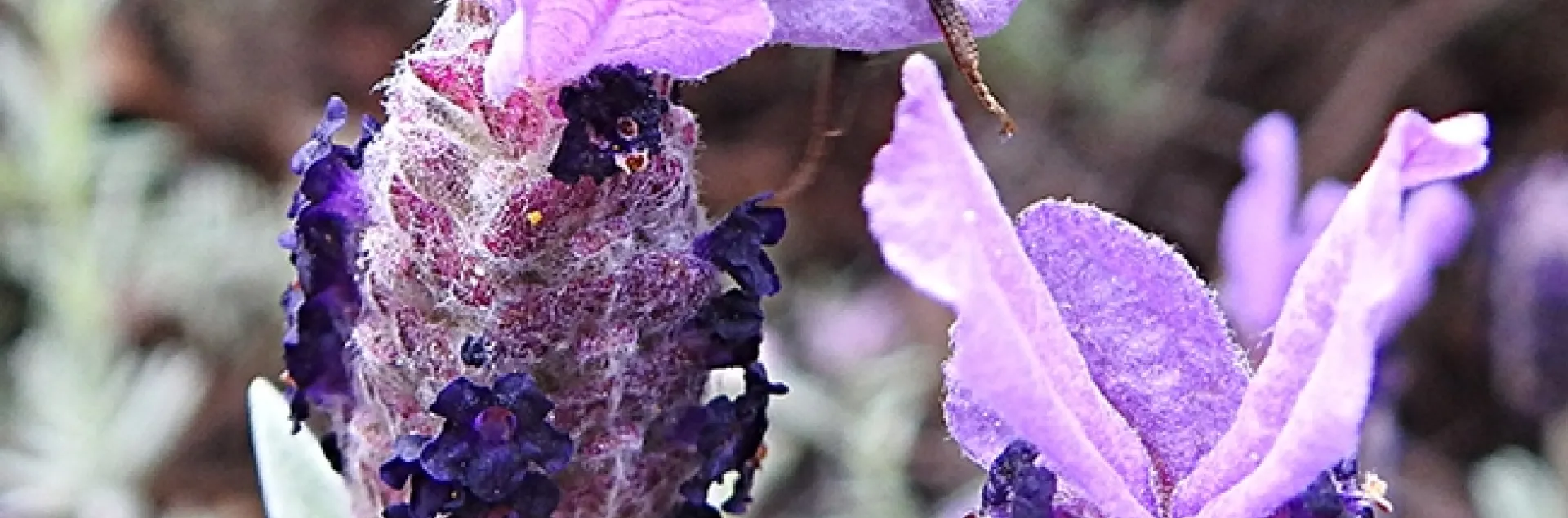 A bumble bee, Bombus melanopygus, commonly known as a "black-tailed bumble bee," awakens on a Spanish lavender in a Vacaville park. (Photo by Kathy Keatley Garvey)