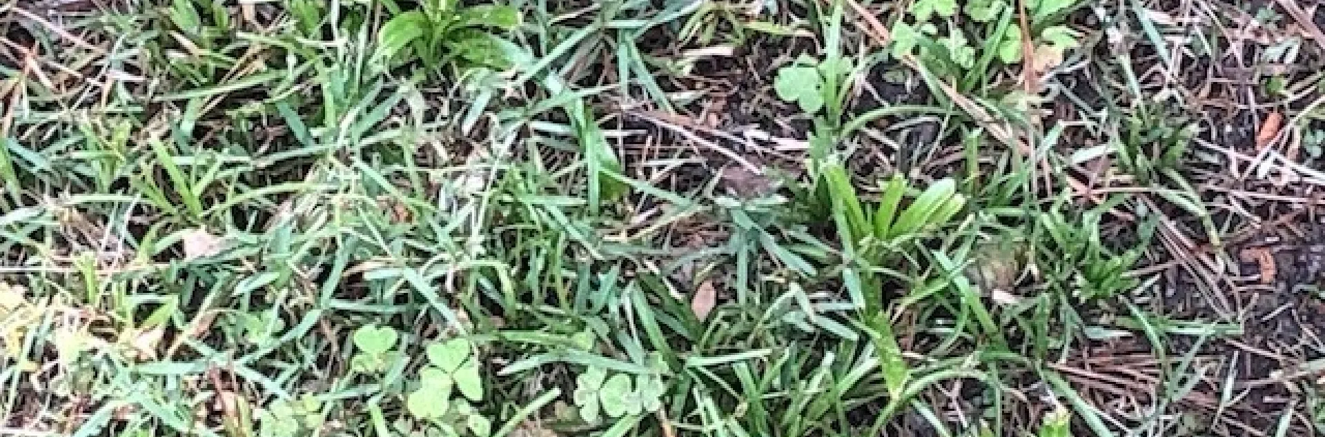 Turf with creeping woodsorrel and yellow nutsedge.