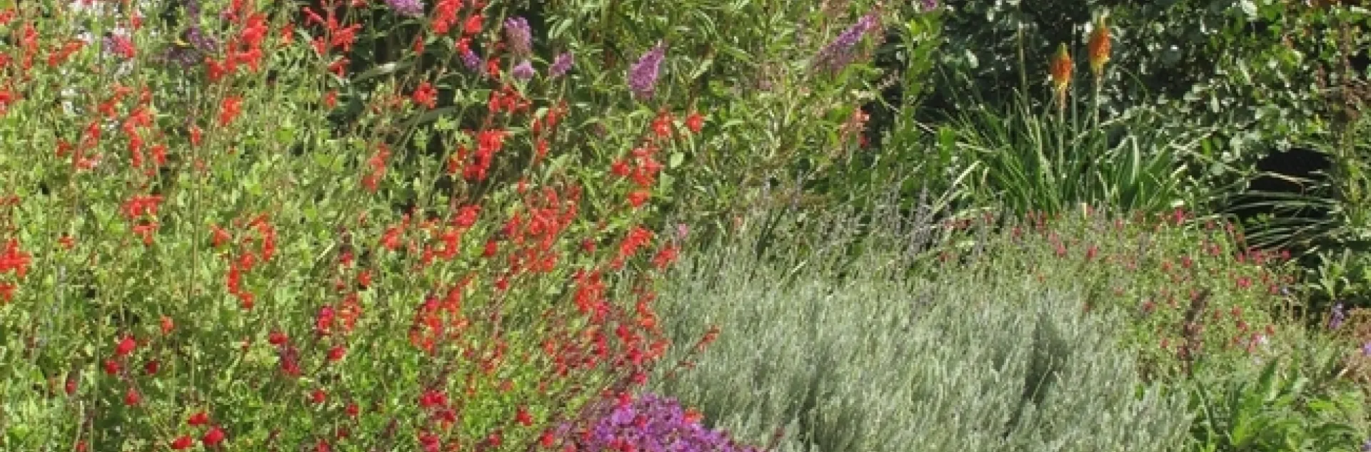 Butterfly bush, salvia, and lavender in bloom. (Ellen Zagory)