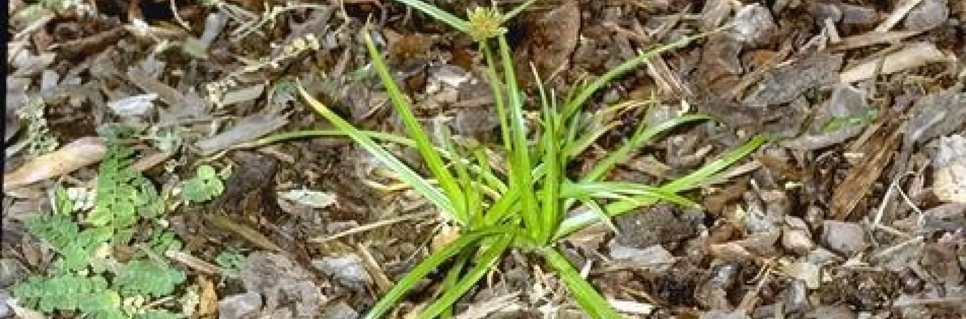 Yellow nutsedge growing through a shallow layer of mulch.<br>(Credit: Jack Kelly Clark)