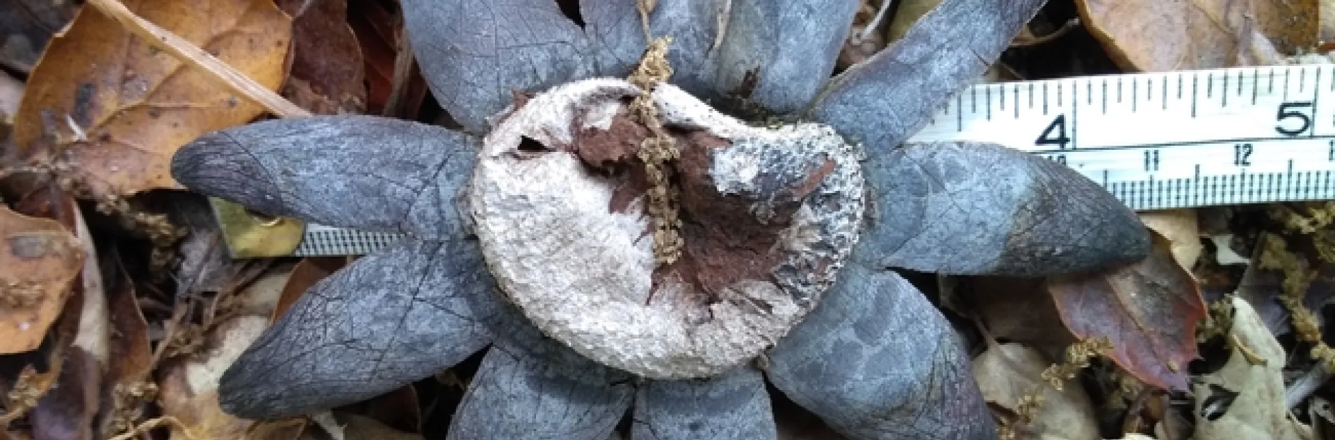 earth star 7