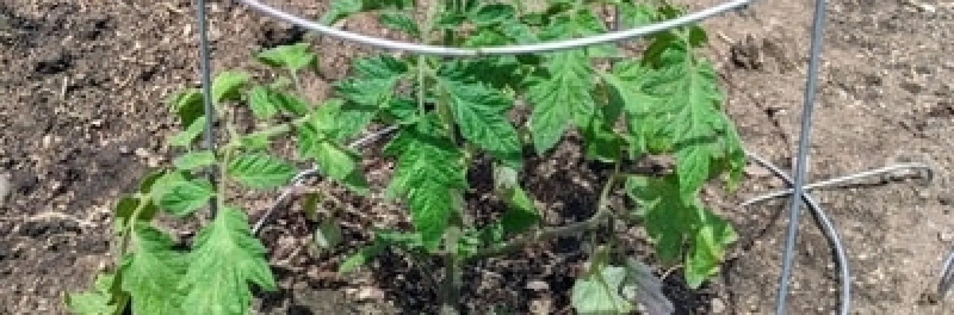 My daughter planted this tomato about 4" deep