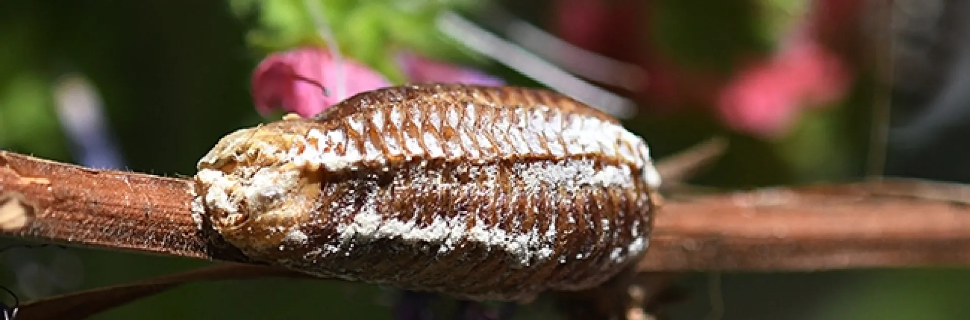 A praying mantis egg case, ootheca, on the tower of jewels, Echium wildpretii. (Photo by Kathy Keatley Garvey)