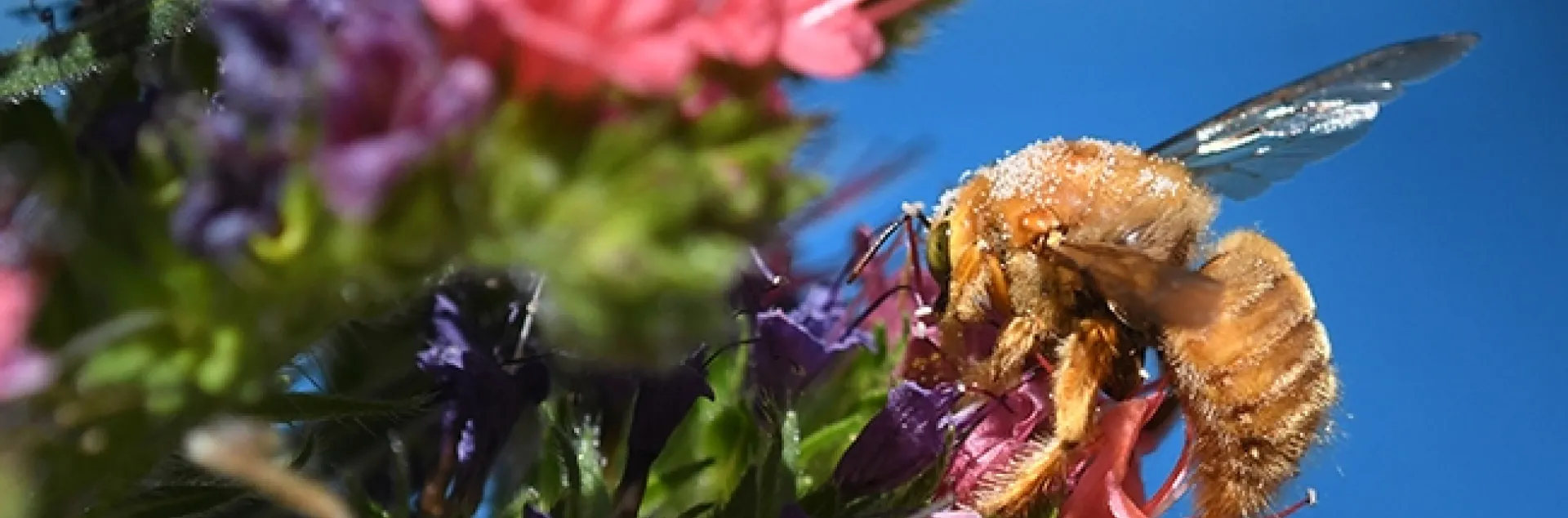 A honey bee, Apis mellifera, buzzes over the head of a male Valley carpenter bee, Xylocopa varipuncta, on a tower of jewels, Echium wildpretii. (Photo by Kathy Keatley Garvey)