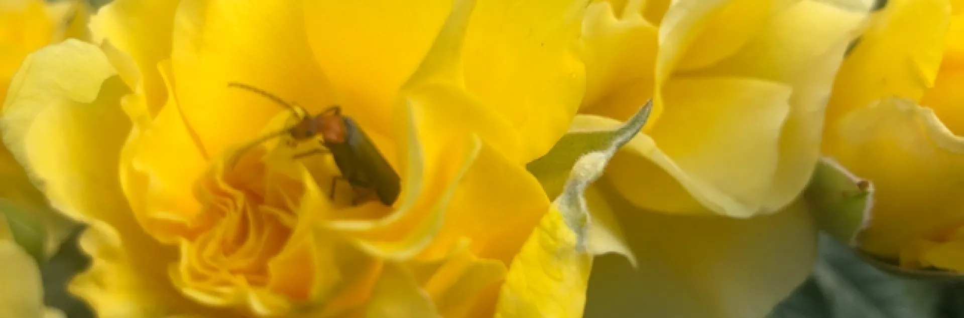 A soldier beetle on a yellow rose. (Cell phone photo by Kathy Keatley Garvey)
Kathy Keatley Garvey)