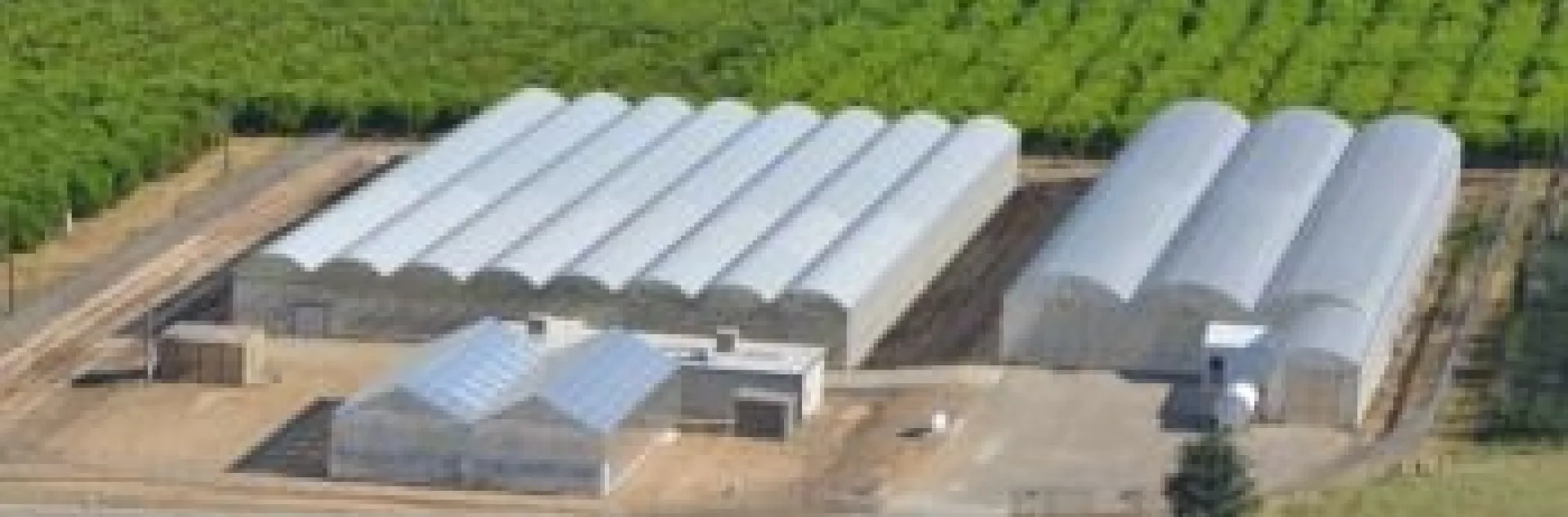 Lindcove REC maintains more than 300 different citrus selections and provides budwood to California nurserymen and growers at a minimal cost.