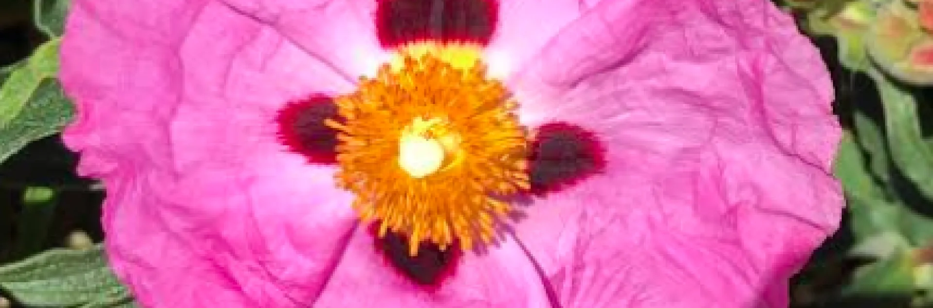 A green lynx spider settles on a pink rockrose. (Cell phone photo by Kathy Keatley Garvey)