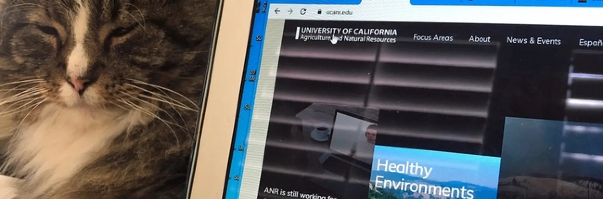 A gray and white tabby cat with its eyes closed lays next to a laptop displaying the ANR website.