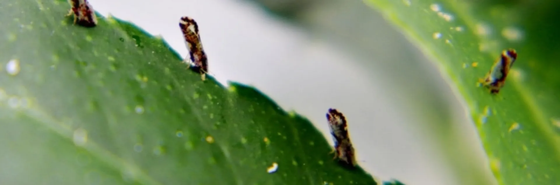 psyllids on citrus leaf