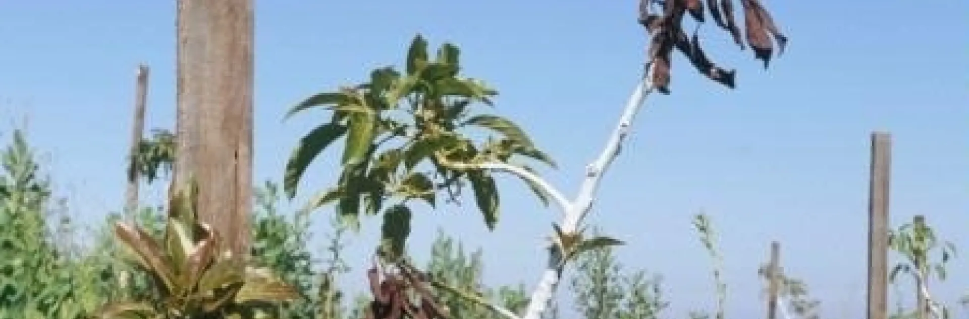 asphyxaited trees with whitewash