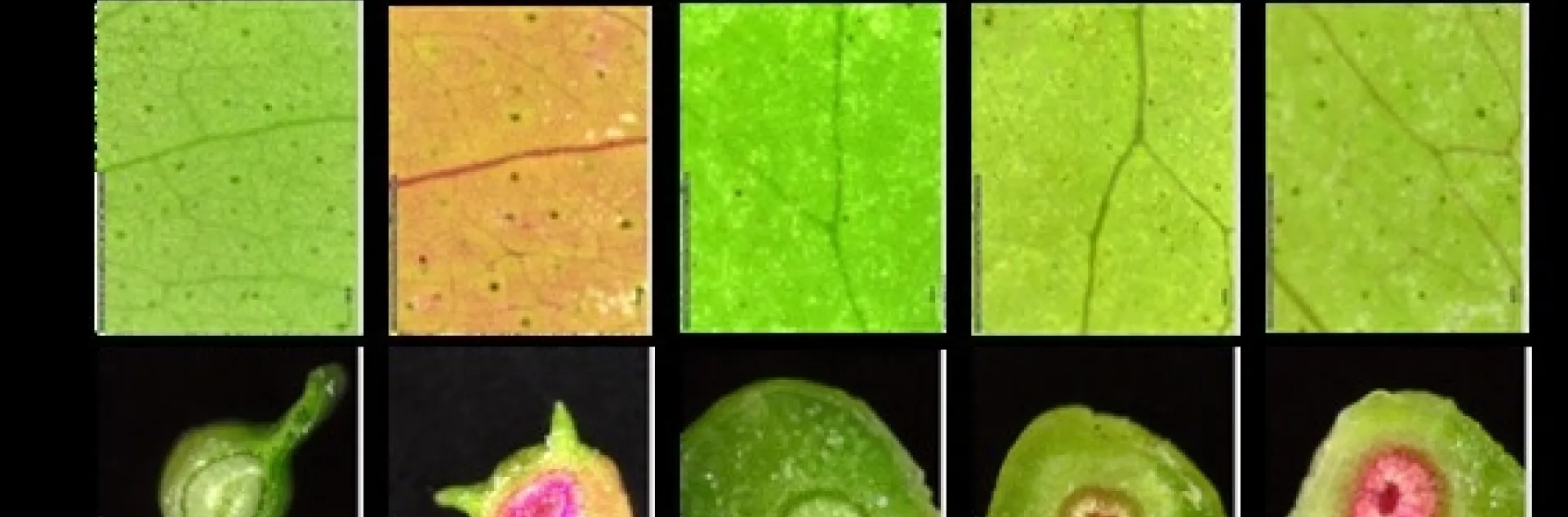 dye distribution in citrus trunks fig 1